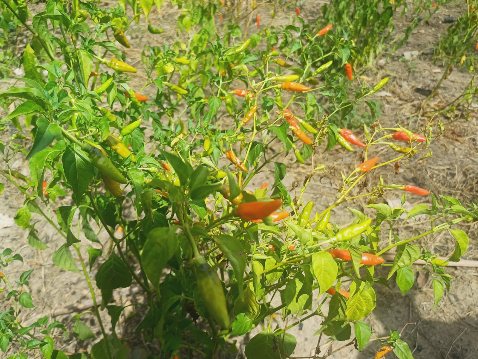 Pepper plants in field