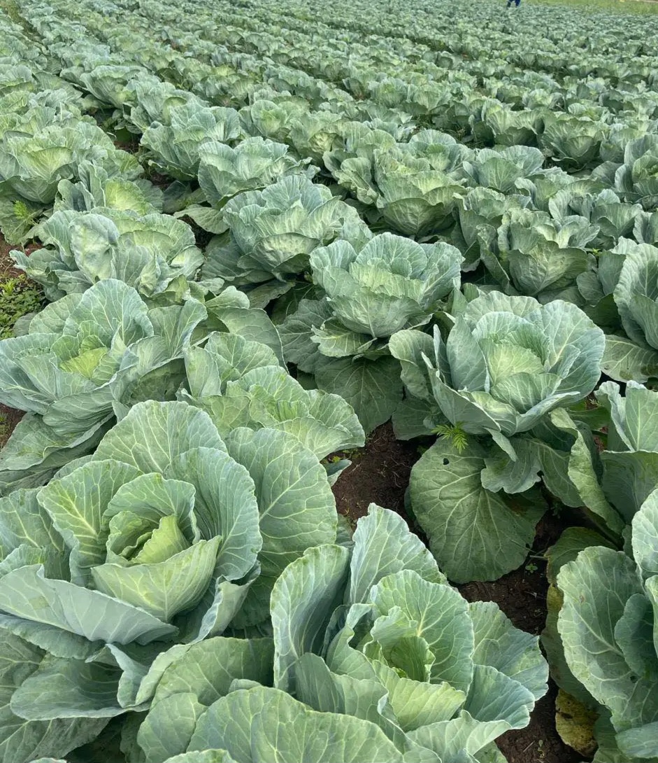 Farmer in field