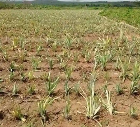 Agricultural field work