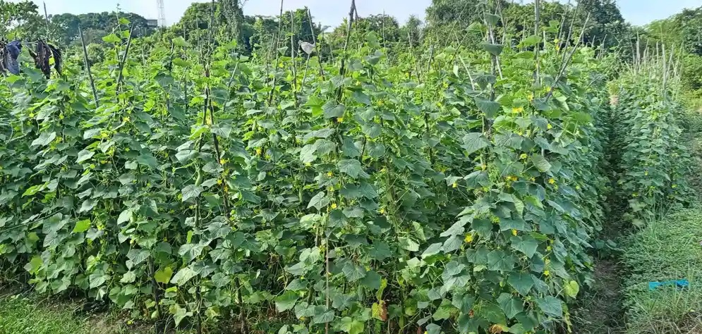 Farmers working together